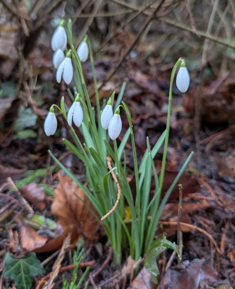 Snowdrops in early spring