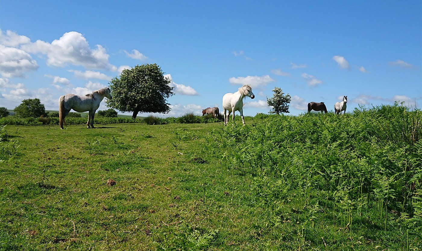 welsh ponies